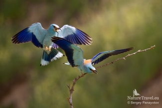 European roller photography / ©Sergey Panayotov, European Roller hide